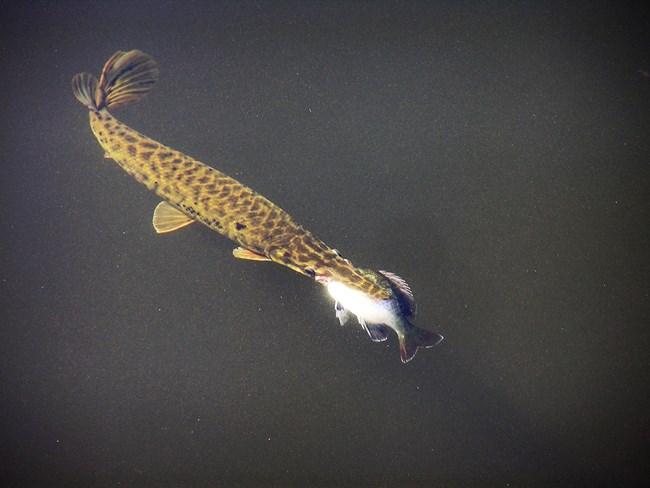 Florida Gar swimming with a fish in its mouth