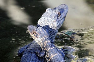 Gator-Babies-by-Dave-Gates