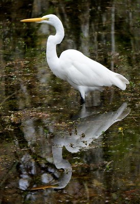 Great Egret wading in water.