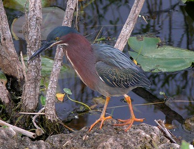 Green Heron standing on a rock.