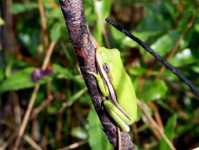 A close-up of a Green Tree Frog sitting on a branch.