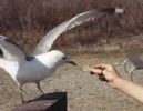 Gull_feed_crop