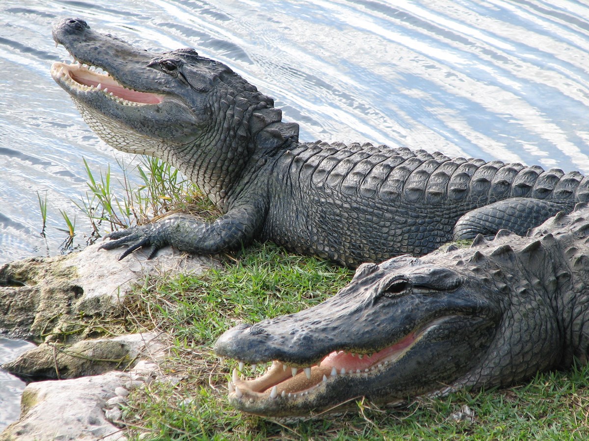 American Alligator - Big Cypress National Preserve (U.S. National Park Service)