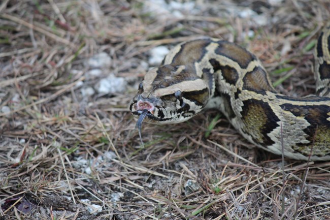 python