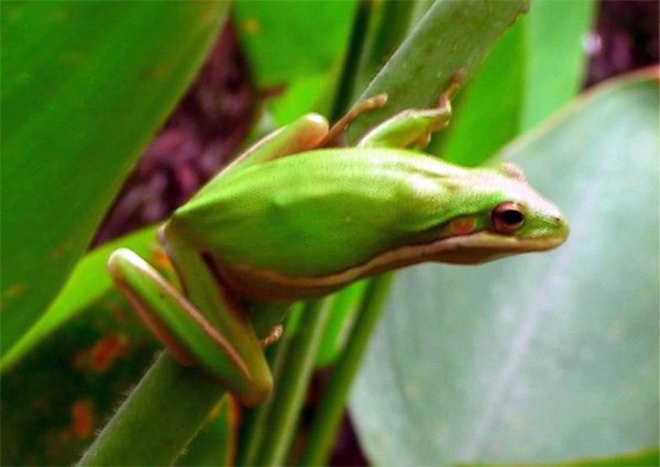 Green Treefrog Big Cypress National Preserve U S National Park Service