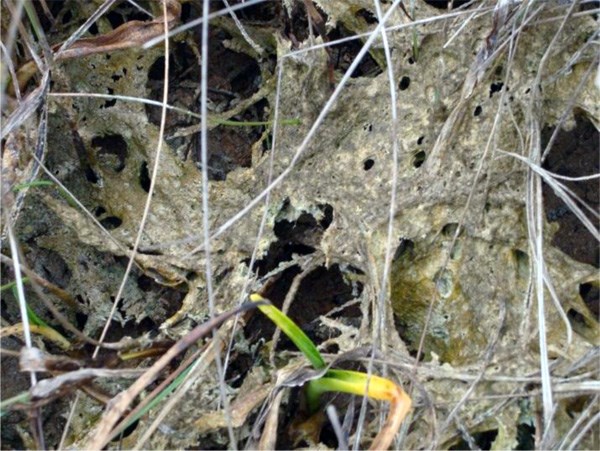 A plant sprouts from underneath a crisp grey mat of periphyton.