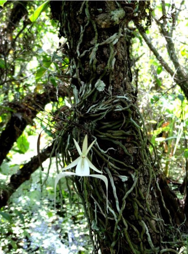 Ghost Orchid - Big Cypress National Preserve (U.S. National Park Service)