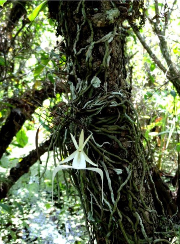 A ghost orchid blooms from the trunk of a tree.