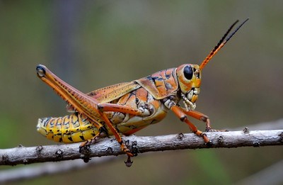 An adult Eastern Lubber Grasshopper standing on a stick.