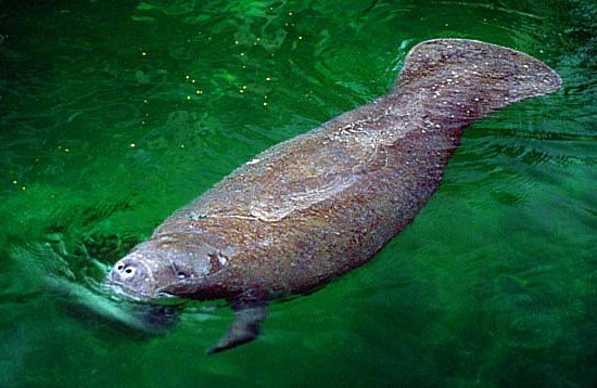 A picture of a manatee swimming in greenish water