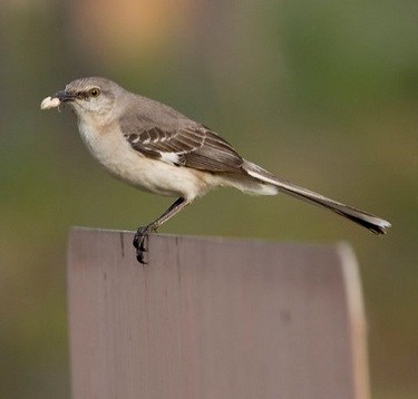 A Northern Mockingbird perched on the end of a board with a piece of food in its bill.