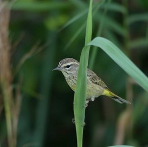 Western variation Palm Warbler in non-breeding plumage perched on a large piece of grass.