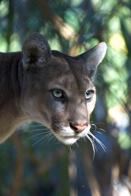 Picture of the head and shoulders of a Florida panther