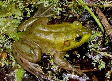 A Pig Frog sitting in shallow water surrounded by green aquatic vegetation.