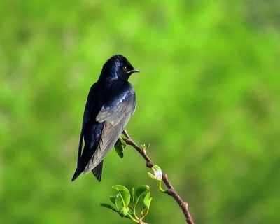 Male Purple Martin sitting on a thin branch in front of a green background.