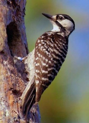 Red-cockaded Woodpecker clinging to a tree trunk outside of its hole.