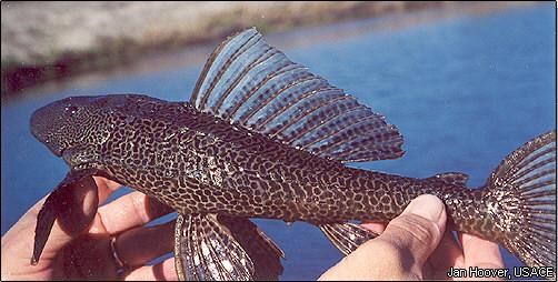 Hands holding a Sailfin Catfish out of the water.