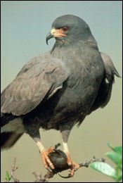 A Snail Kite perched on a thin branch with an Apple Snail in its talons.