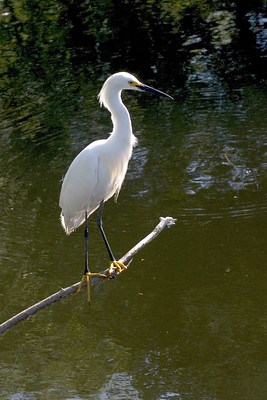 Snowy Egret perched on a branch over water.
