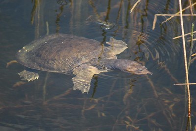A softshell turtle swimming