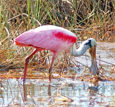 Roseate Spoonbill feeding in shallow water.