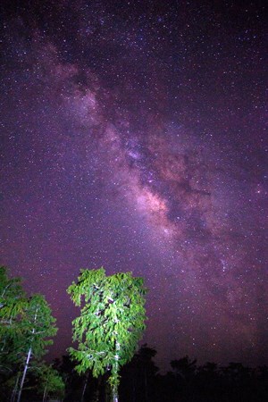 The Milky Way shines behind lighted trees.