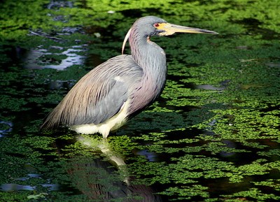 Tricolored Heron wading through water surrounded by small aquatic plants.