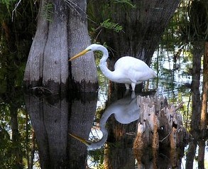 A Great Egret, a large white wading bird, standing in water next to a cypress tree. Reflections of the bird and the tree are visible in the water below.