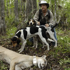 Panther capture hounds with a sedated cat.