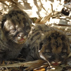 Florida Panther Kittens