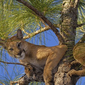 Florida Panther 150