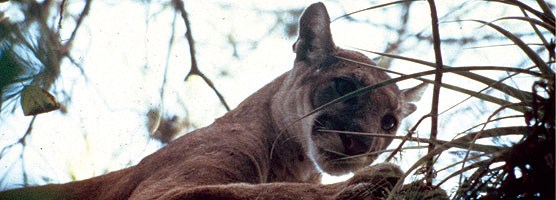 Florida panther, NPS Photo Florida panther, NPS Photo