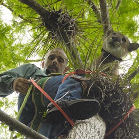Field Biologist assisting to remove a sedated panther from a tree.