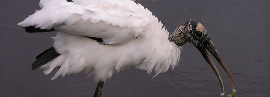 American woodstork American woodstork