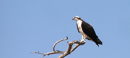 An Osprey resting on a snag.