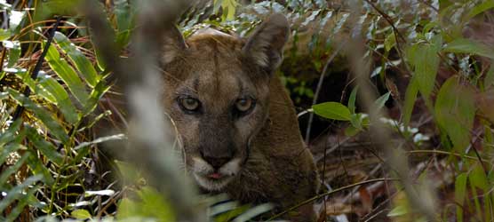Florida panther