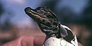 BICY_dyk-gator-egg