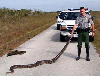 A Burmese python found along the Shark Valley Road in Everglades National Park.
