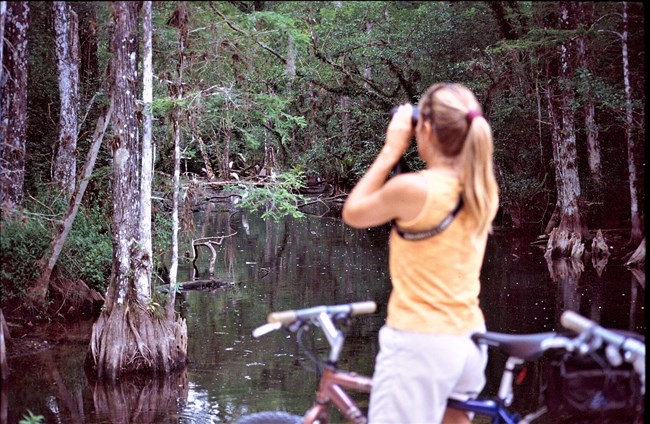 Woman on bike looking into cypress swamp with binoculars.