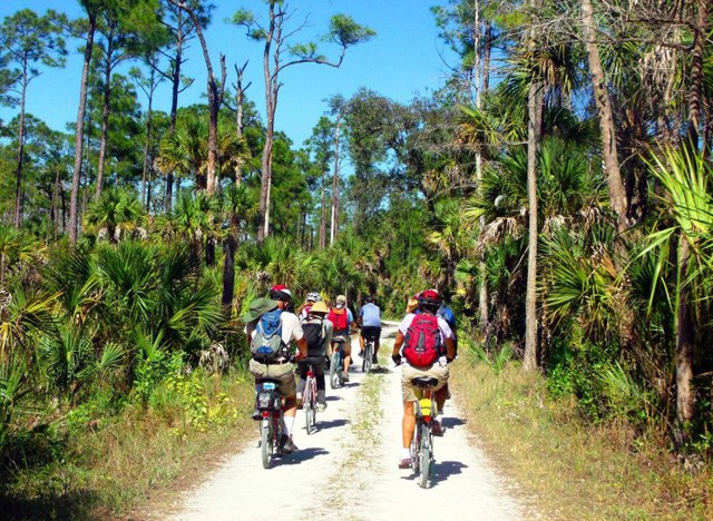 A group of cyclists riding on a trail with pines and palms on either side.