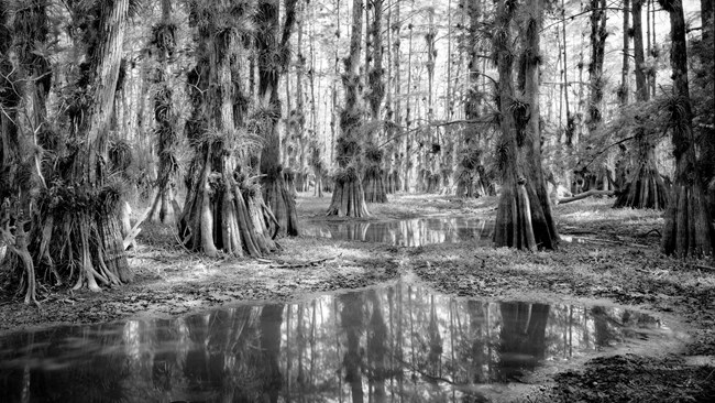 Cypress Trees and Knees