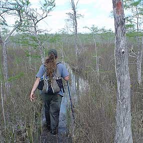 Hiking the Florida National Scenic Trail through Big Cypress National Preserve.