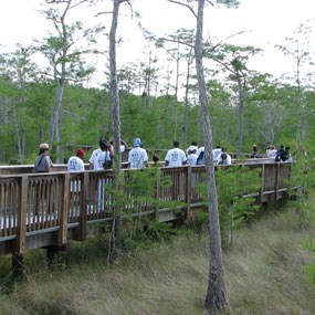 group of people on a board walk going over a wet area surrounded by trees