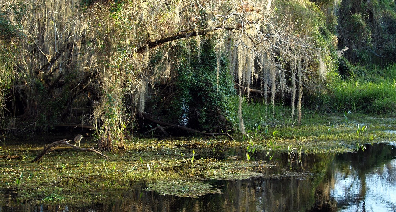 A bird on a branch watches for fish in a 'gator hole pond surrounded by Spanish moss-draped cypress trees