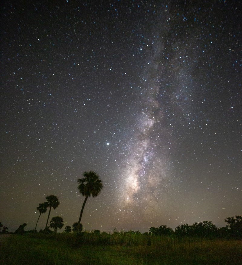Stars and the Milky Way in the night sky with palm trees in the foreground.