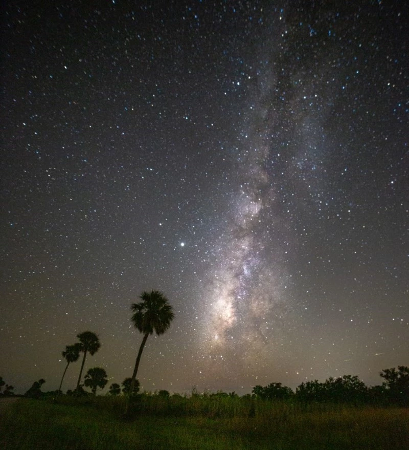 The beauty of the night sky at Big Cypress National Preserve Stars and the Milky Way in the night sky with palm trees in the foreground.