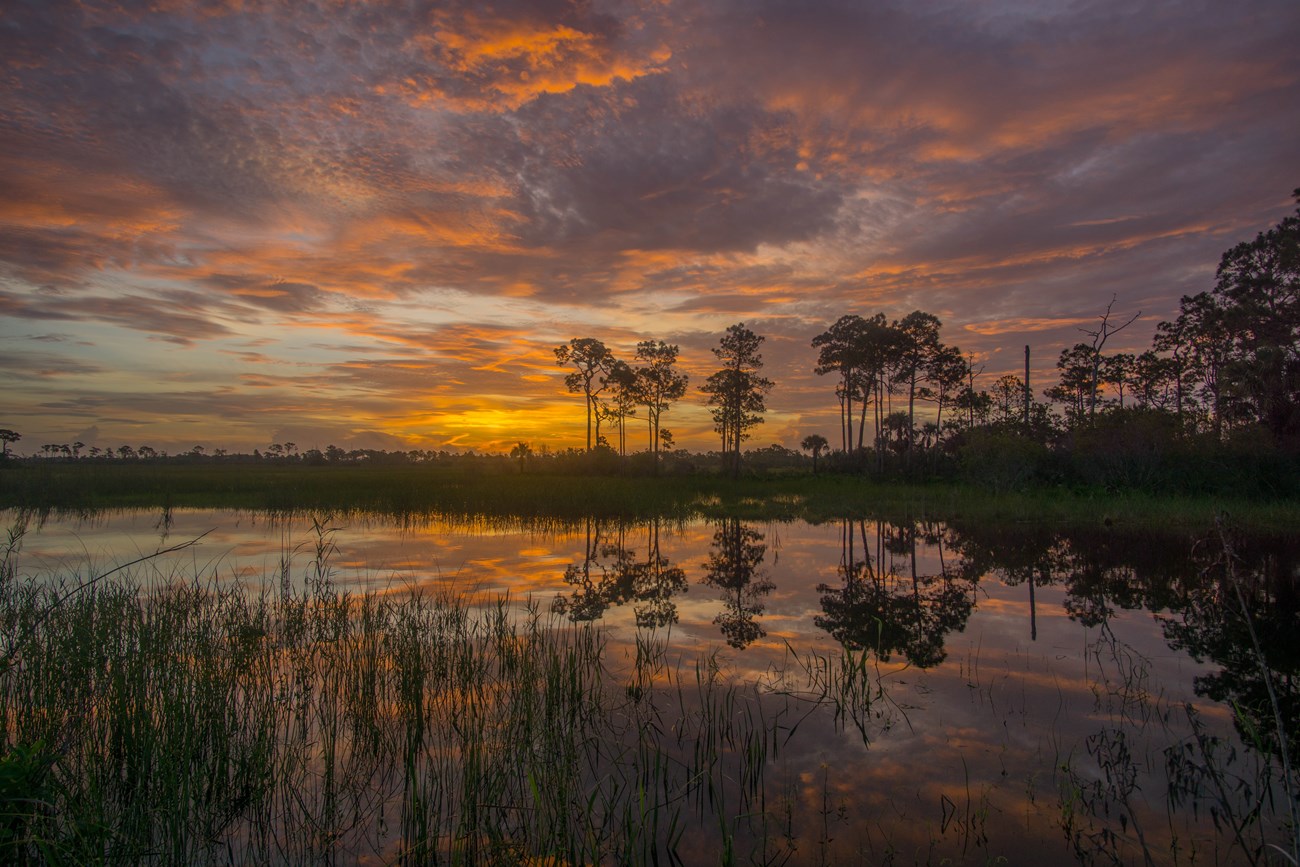 The sun colors clouds orange behind silhouetted trees reflected in water along Turner River Road.