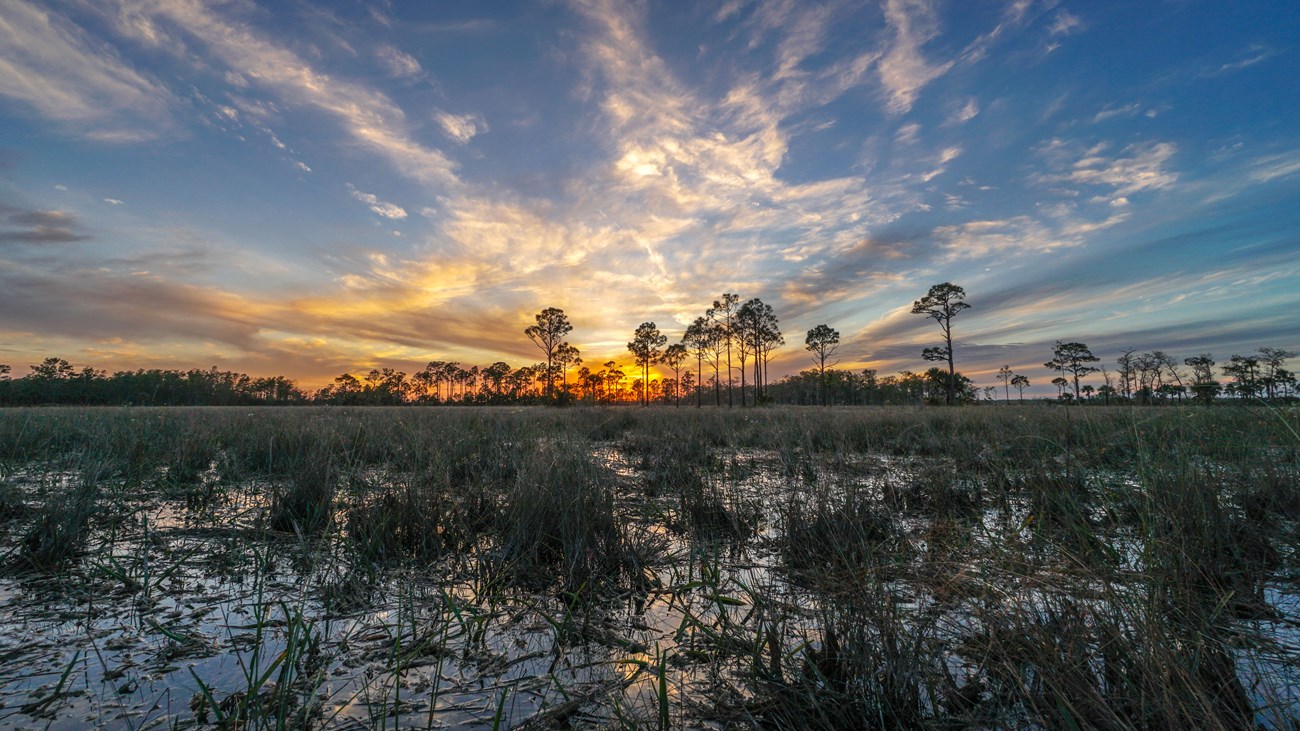 sunset over grassy water