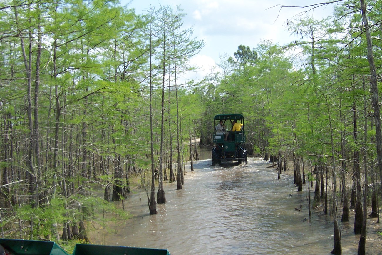 Swamp buggy moving through cypress trees in water