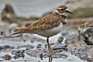 A Killdeer stands on wet stones.